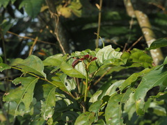 Machilus thunbergii