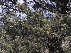 Sophora denudata