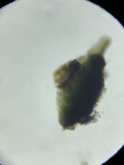 Endocarpon petrolepideum