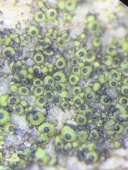 Endocarpon petrolepideum