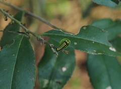 Pidorus atratus