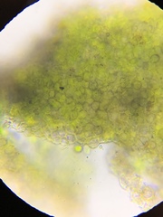 Endocarpon petrolepideum