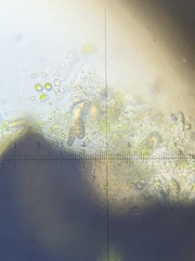 Endocarpon petrolepideum