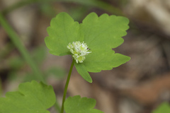 Thalictrum filamentosum
