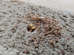 Myrmecocystus