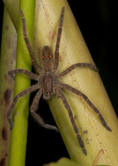 Cupiennius salei