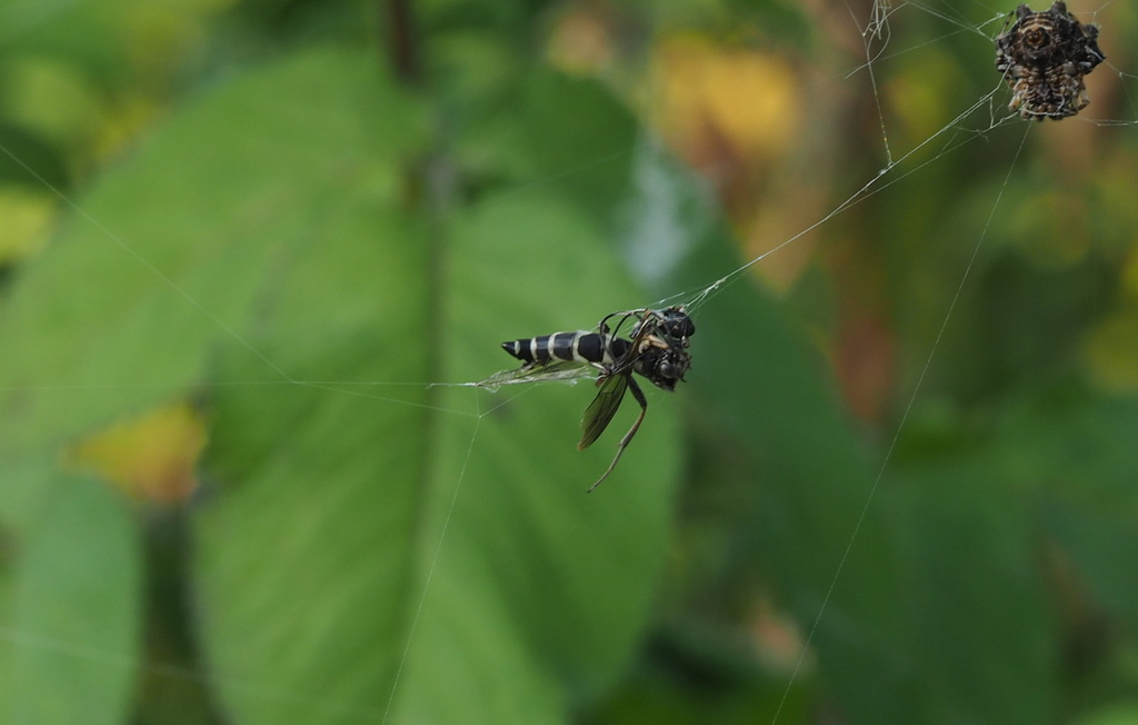 narrow-waisted-wasps-ants-and-bees-from-yulin-taiwan-taiwan-on