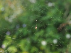 Cyclosa confusa