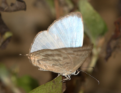 Jamides celeno celeno