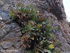 Staehelina fruticosa