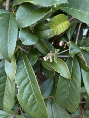 Osmanthus