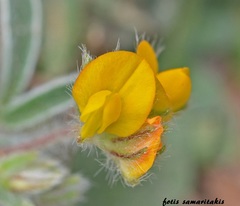 Anthyllis circinnata