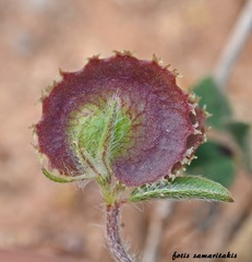 Anthyllis circinnata