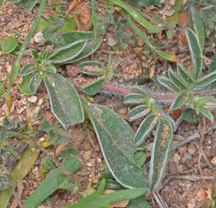 Anthyllis circinnata