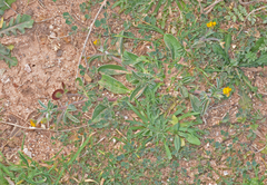 Anthyllis circinnata