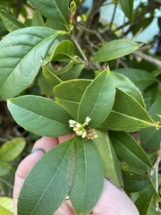 Osmanthus