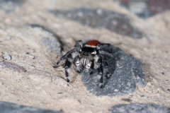 Phidippus zethus