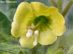 Hyoscyamus albus