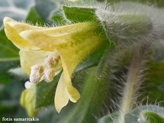 Hyoscyamus albus