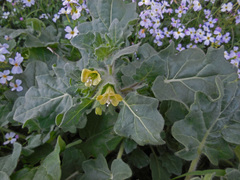 Hyoscyamus albus