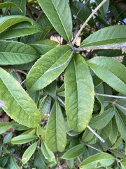 Osmanthus
