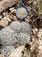 Mammillaria boolii