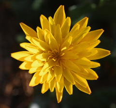 Hyoseris lucida