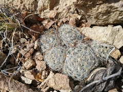 Mammillaria boolii