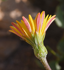 Hyoseris lucida