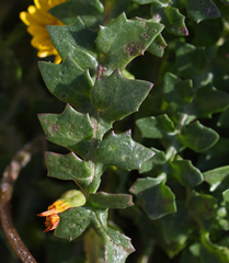 Hyoseris lucida