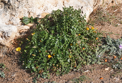 Hyoseris lucida