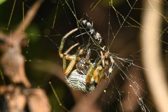 Neoscona rufipalpis