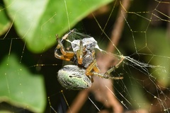 Neoscona rufipalpis