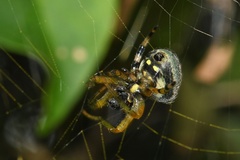 Neoscona rufipalpis