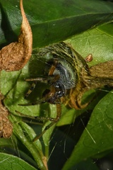 Neoscona rufipalpis