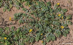 Hypecoum procumbens