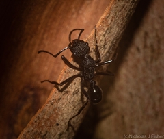 Rhytidoponera nudata