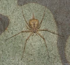 Tamopsis eucalypti