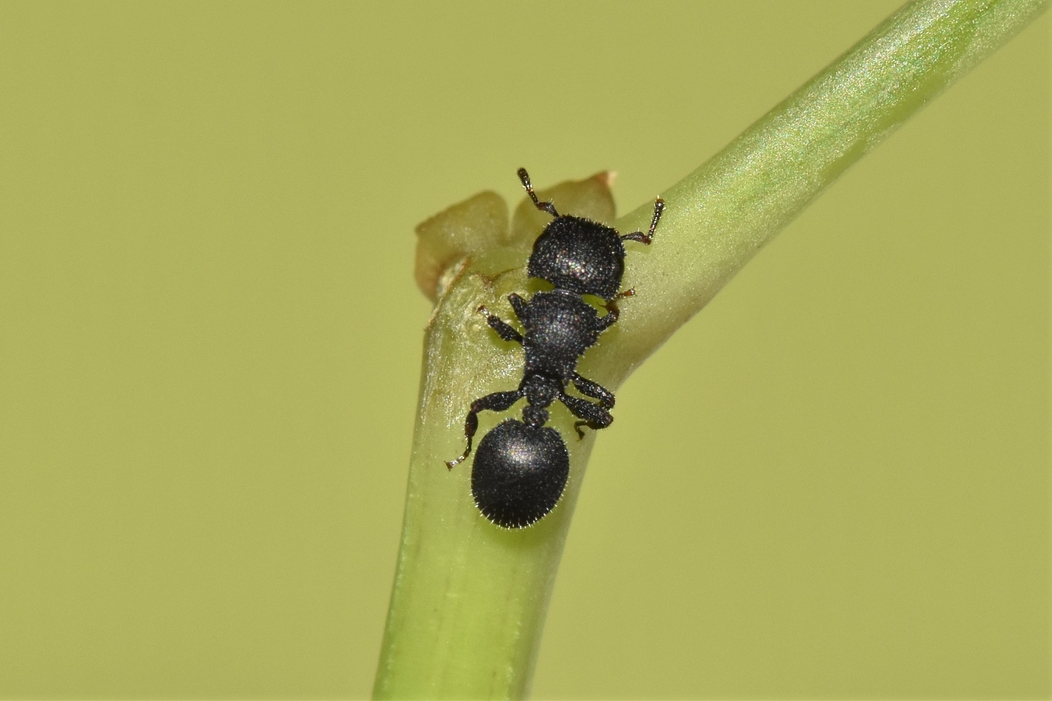 Cataulacus granulatus