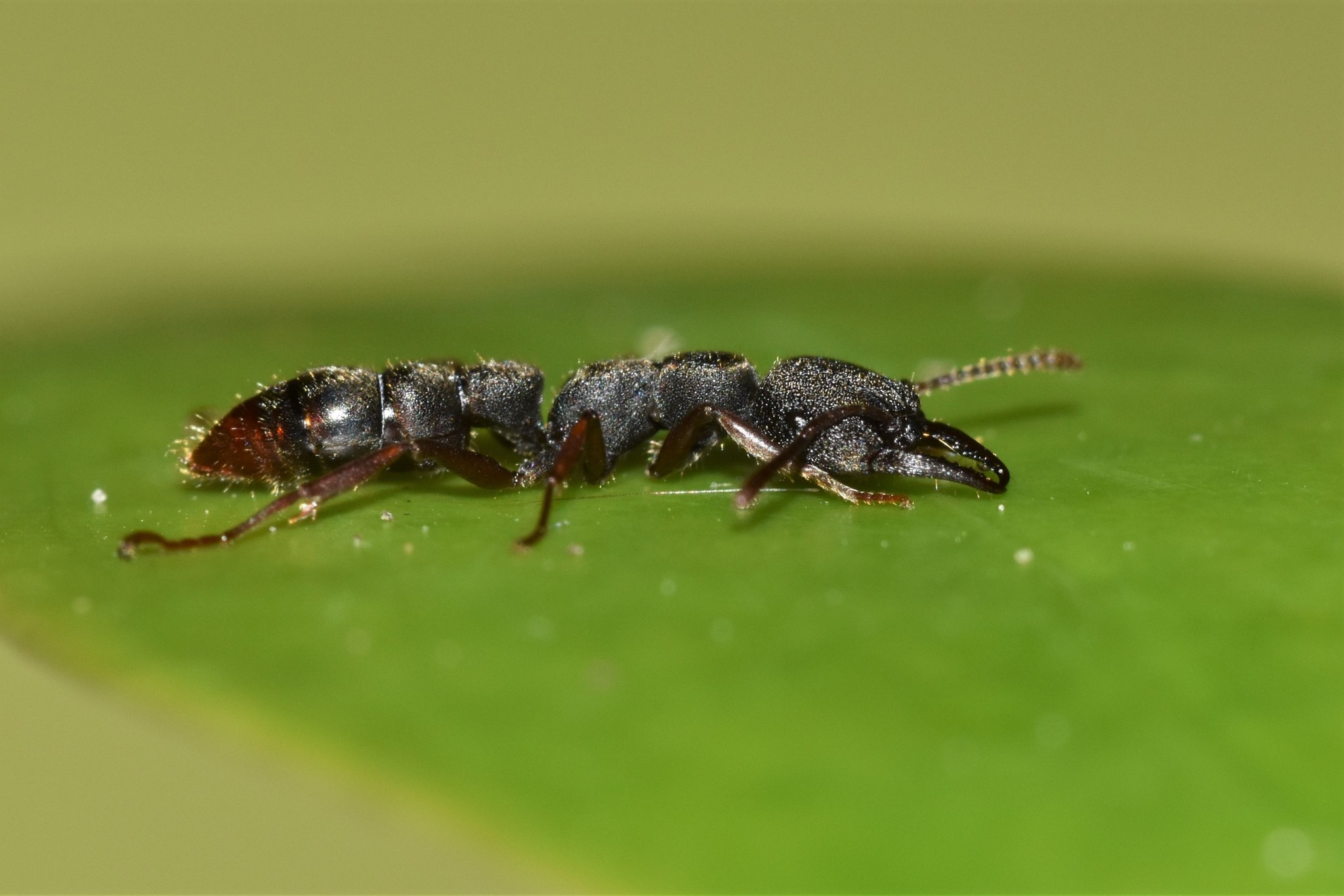 Stigmatomma