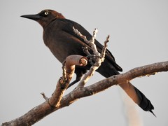 Quiscalus mexicanus