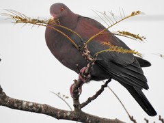 Patagioenas flavirostris
