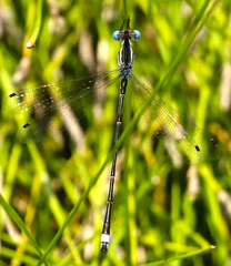 Lestes australis