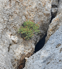 Hypericum amblyocalyx