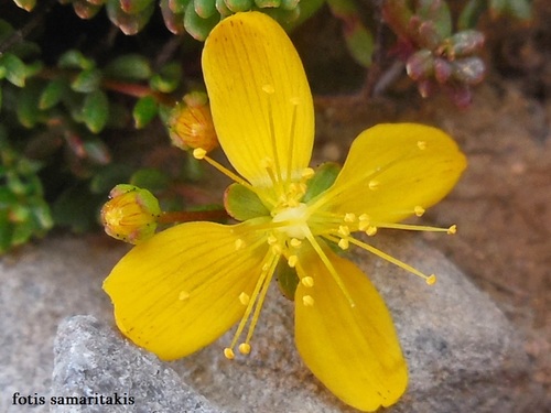 Subspecies Hypericum empetrifolium tortuosum · iNaturalist