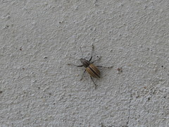 Naupactus verecundus
