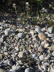 Arabidopsis arenosa arenosa