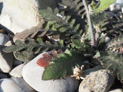 Arabidopsis arenosa arenosa