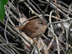 Troglodytes troglodytes