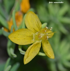 Hypericum jovis